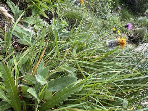 Hieracium valdepilosum, photograph 2