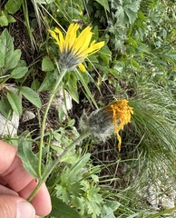 Hieracium valdepilosum, photograph (c) Katrin Simon, some rights reserved (CC BY)