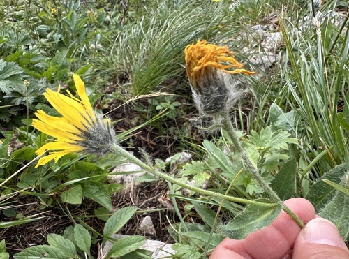Hieracium valdepilosum, photograph 4