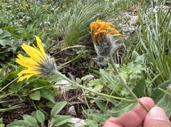 Hieracium valdepilosum, photograph (c) Katrin Simon, some rights reserved (CC BY)