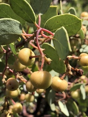 Arctostaphylos viscida pulchella