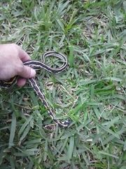 Thamnophis cyrtopsis ocellatus