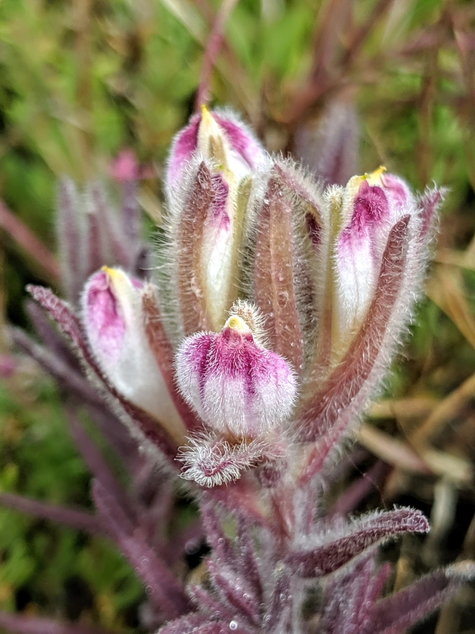 Chloropyron maritimum