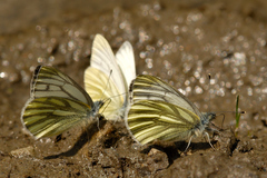 Pieris bryoniae