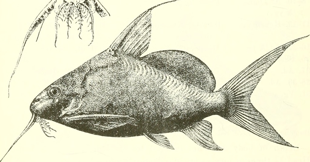 Synodontis resupinatus