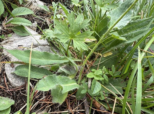 Hieracium valdepilosum, photograph 5
