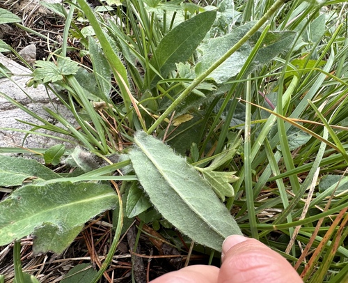 Hieracium valdepilosum, photograph 6