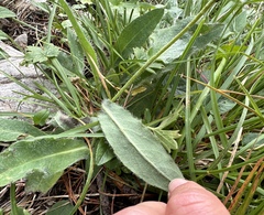 Hieracium valdepilosum, photograph (c) Katrin Simon, some rights reserved (CC BY)