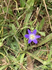 Brodiaea terrestris terrestris