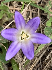 Brodiaea terrestris terrestris