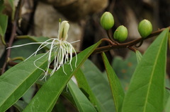 Capparis acutifolia
