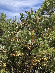 Arctostaphylos viscida pulchella