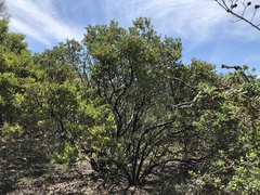 Arctostaphylos viscida pulchella
