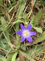 Brodiaea terrestris terrestris