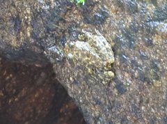 Amolops hongkongensis