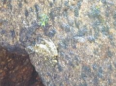 Amolops hongkongensis