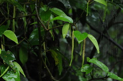Piper taiwanense