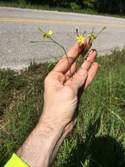 Linum sulcatum
