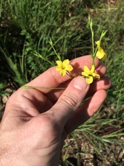 Linum sulcatum