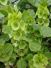 Moluccella laevis