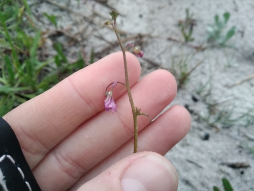 Image of Nemesia bicornis by (c) De Waal Hugo, some rights reserved (CC BY)