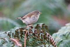 Certhidea fusca