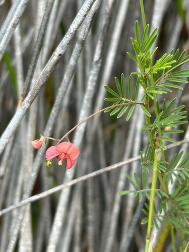 Image of Indigofera verrucosa by (c) Christina, some rights reserved (CC BY)