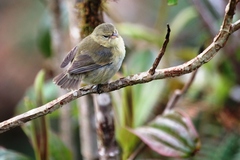 Certhidea fusca