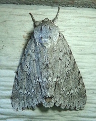 Acronicta americana