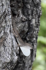 Anolis homolechis