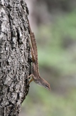 Anolis homolechis