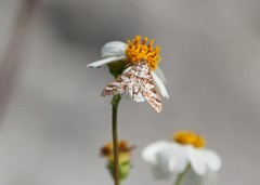 Epipagis forsythae