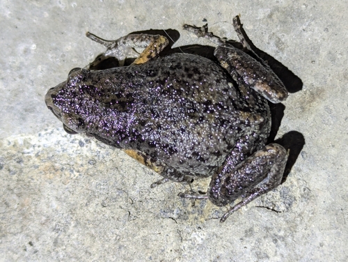 Paddy Frog, Micryletta steinegeri