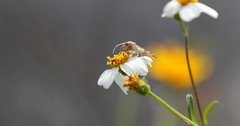 Epipagis forsythae