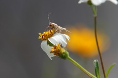 Epipagis forsythae