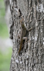 Anolis homolechis