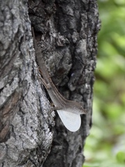 Anolis homolechis