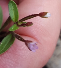 Epilobium minutum