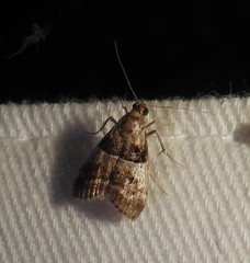 Pococera scortealis