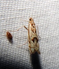 Prionapteryx achatina