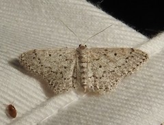 Idaea ostentaria