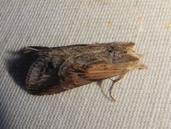 Image of Dasylophia anguina