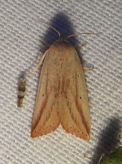 Amolita obliqua