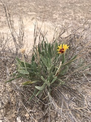 Gaillardia multiceps