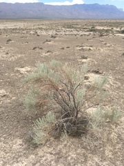 Lepidospartum burgessii