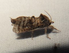 Givira francesca