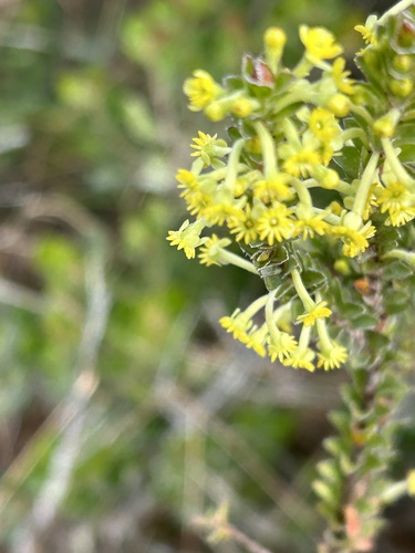 Image of Evening Capespray by (c) Christina, some rights reserved (CC BY)