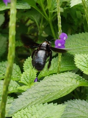 Xylocopa nasalis