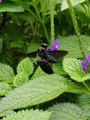 Xylocopa nasalis