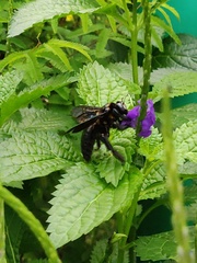 Xylocopa nasalis